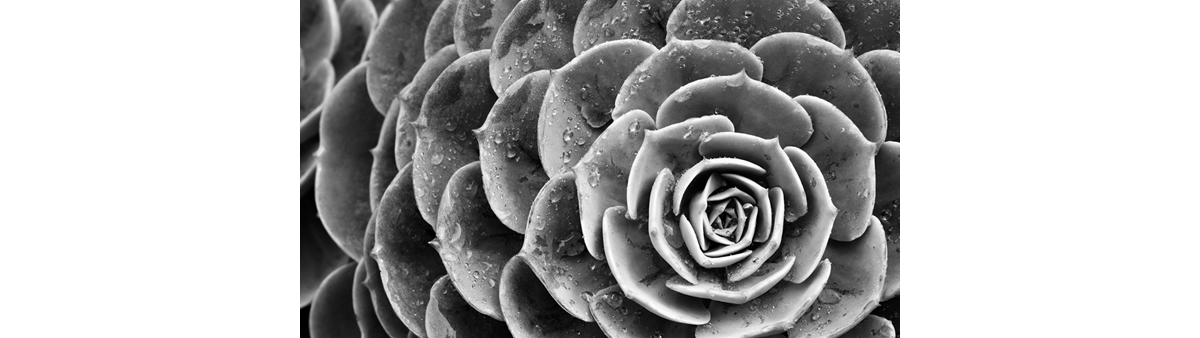 Monochromatic image of a plant